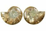 Cut & Polished Ammonite Fossil - Madagascar #369565-1